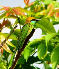 thumbs/birds-Blue-tailed Bee Eater in Burachapori WLS.jpg.jpg